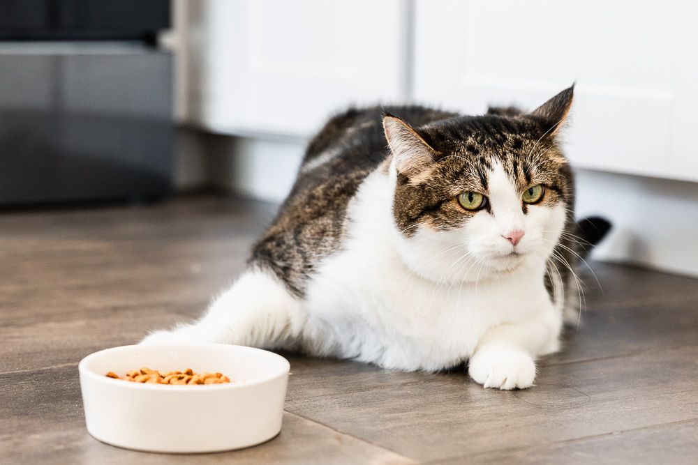 7 Signs Your Cat’s Diet Isn’t Working — And How to Fix It