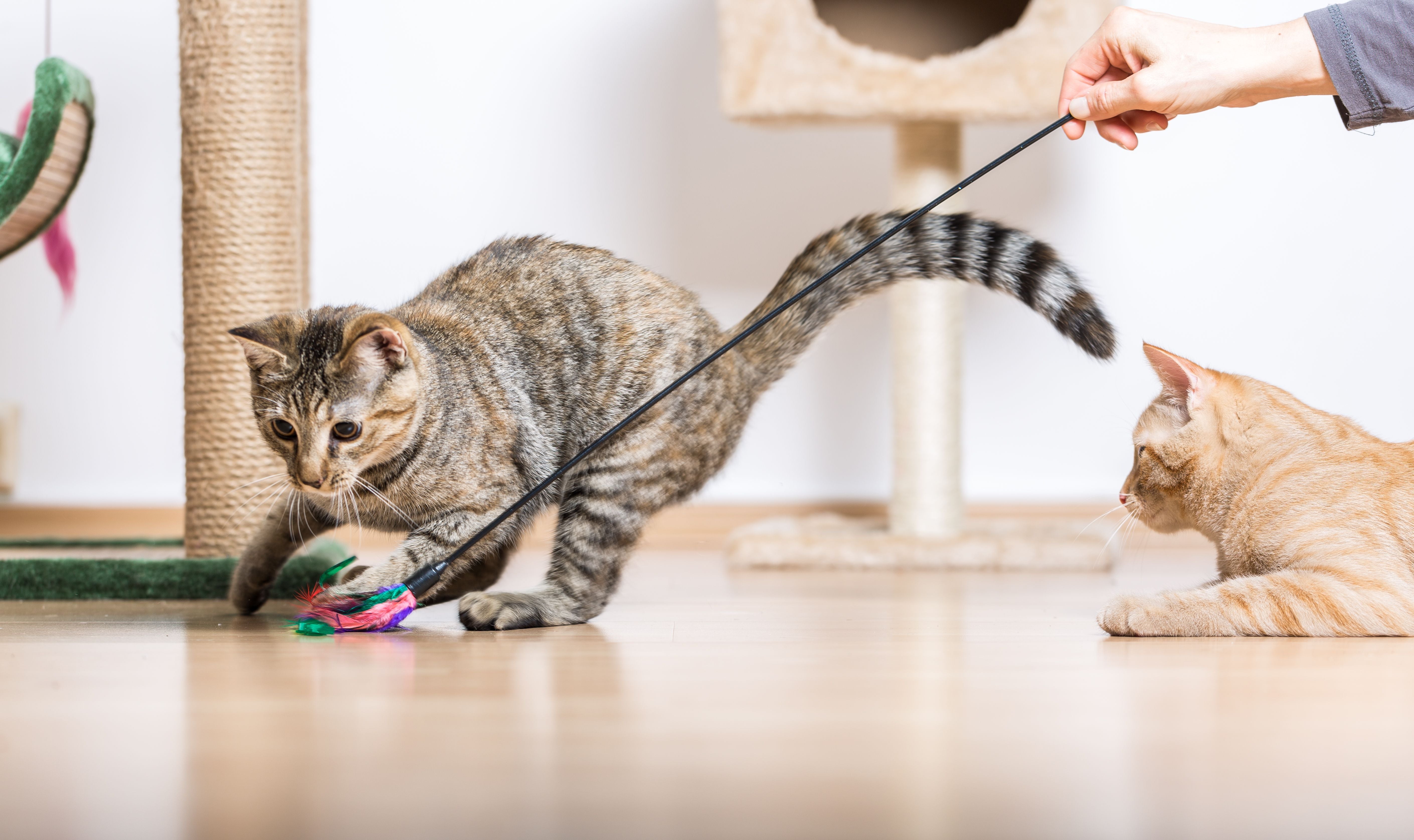 Why Enrichment Matters: The Hidden Benefits of Scratchers, Toys &amp; Beds