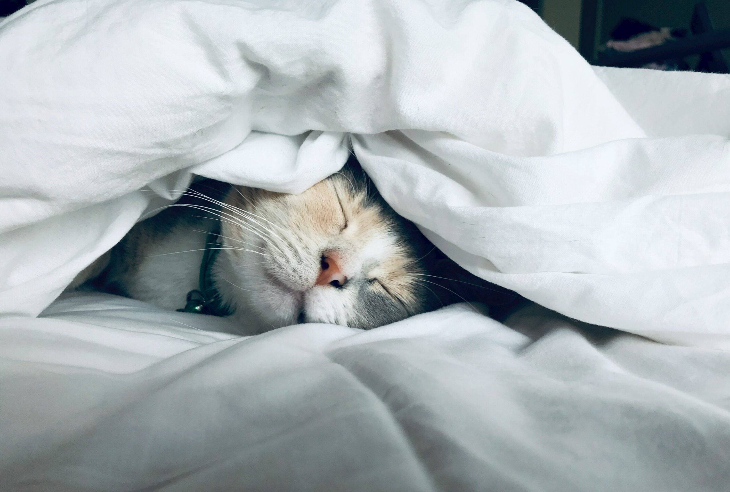 The Cat Sleep Blueprint: How to Create a Space Your Cat Truly Loves