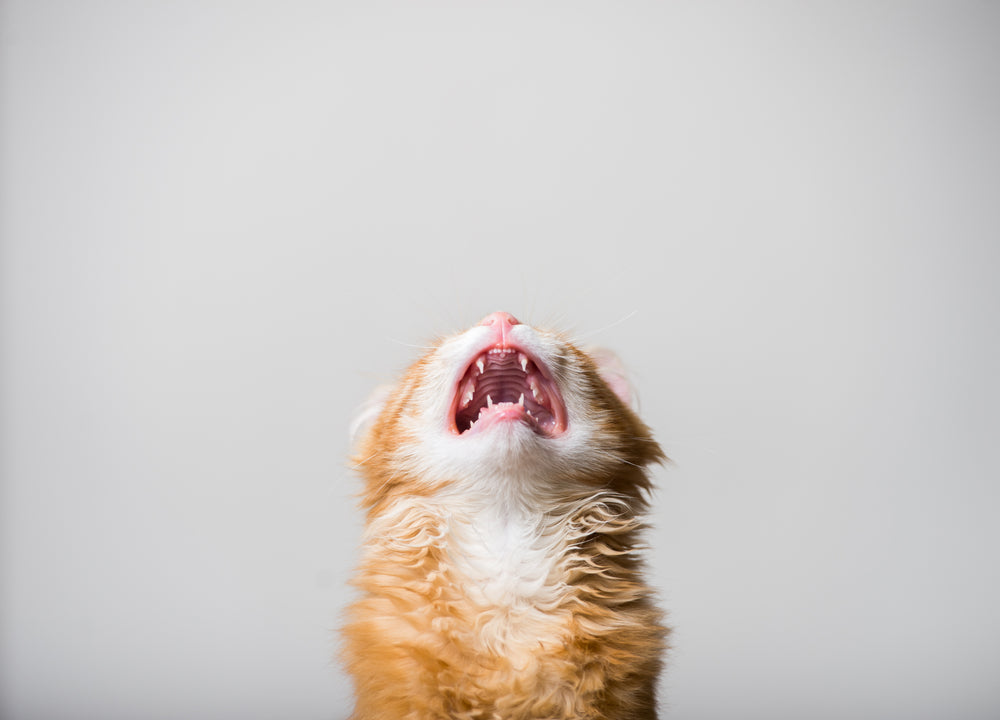 How Stress Affects Cats — And the Everyday Tools to Reduce It