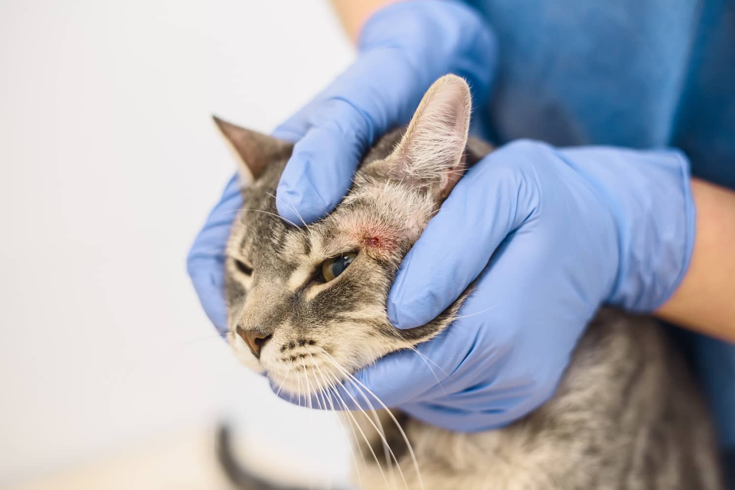 The Ultimate Guide to Cat Allergies (And How Nutrition Can Help)